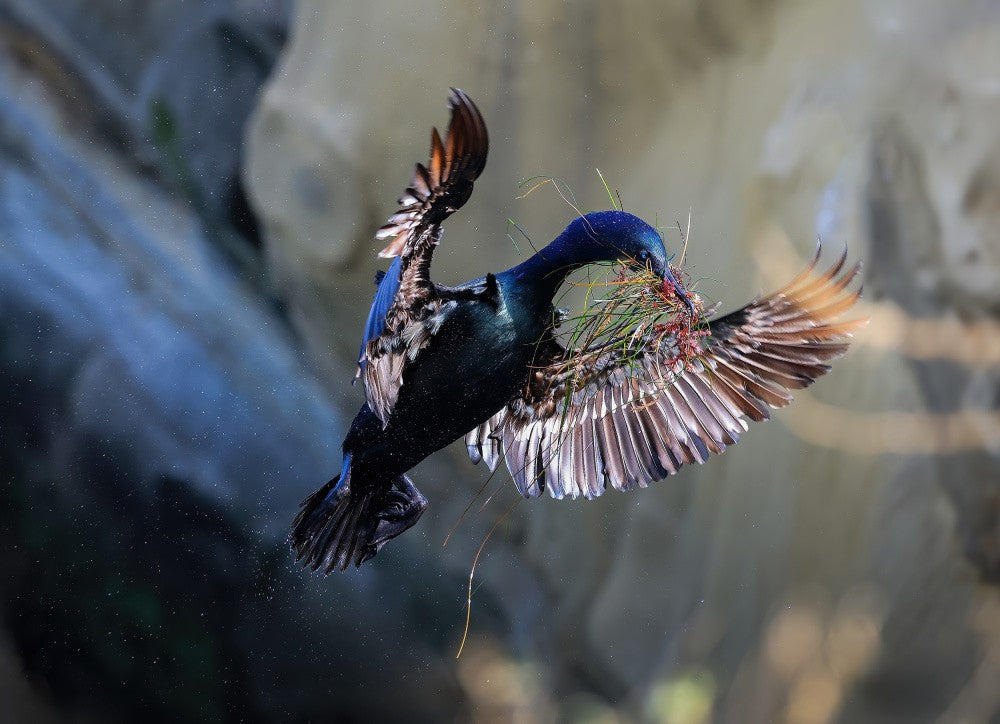 Brandt's cormorant is very busy