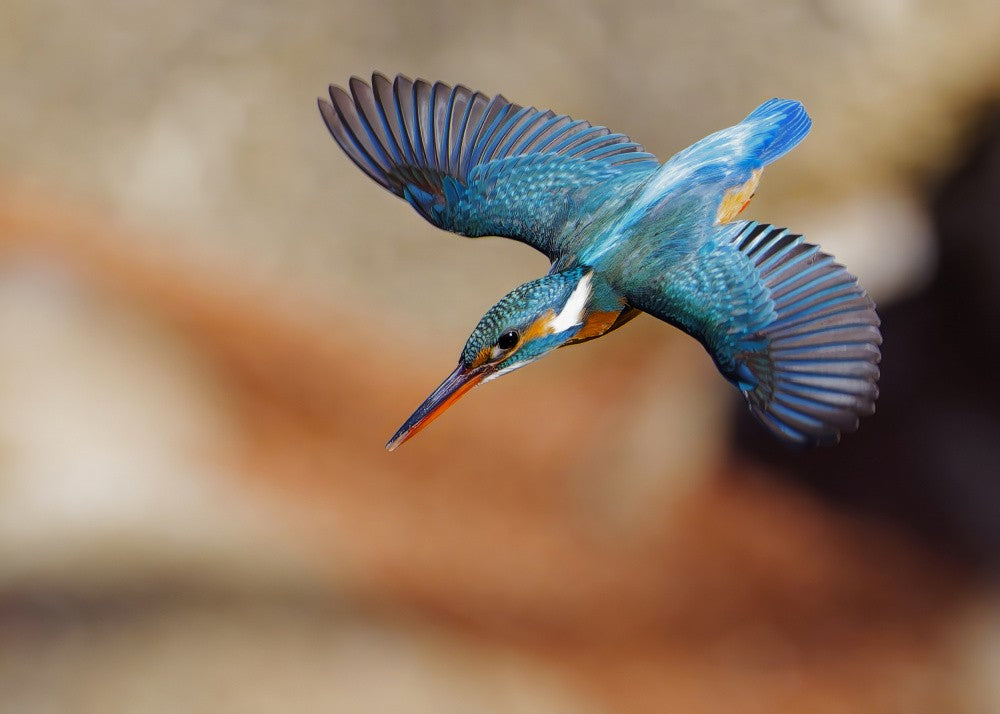 Common Kingfisher