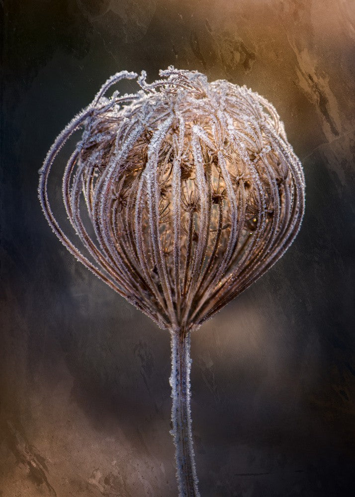 Wild carrot