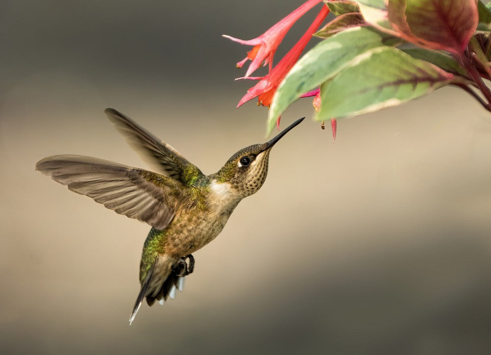 Hummingbird