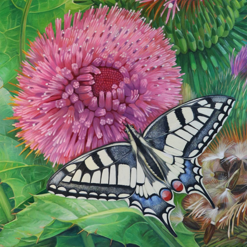 Swallowtail On Donkey Thistle Ii