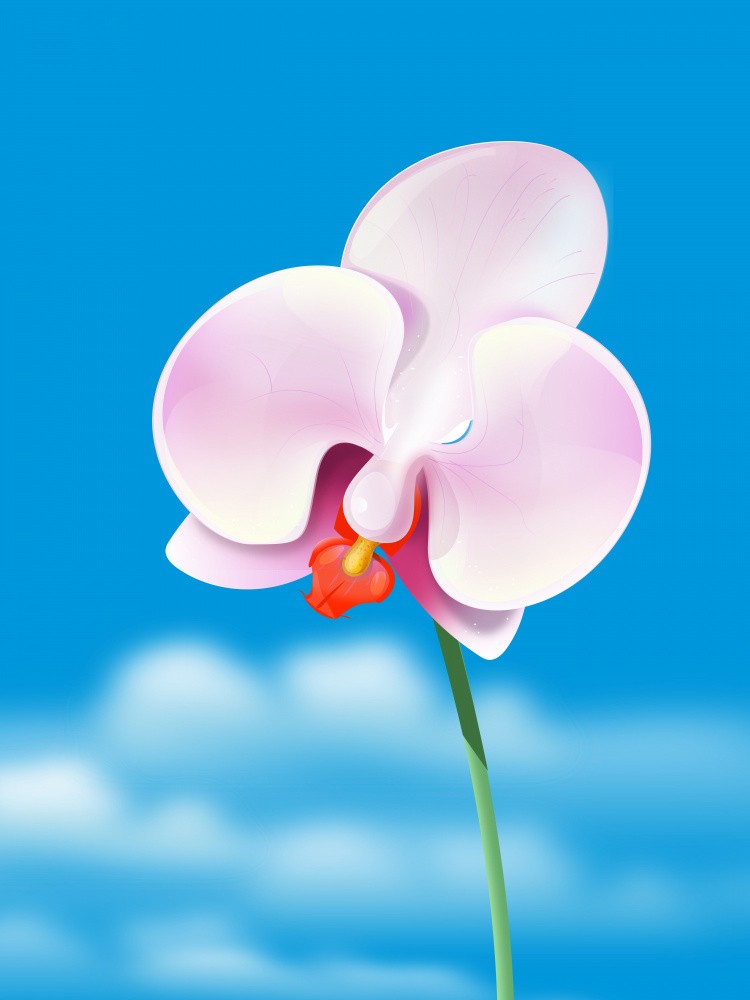 Orchid Flower