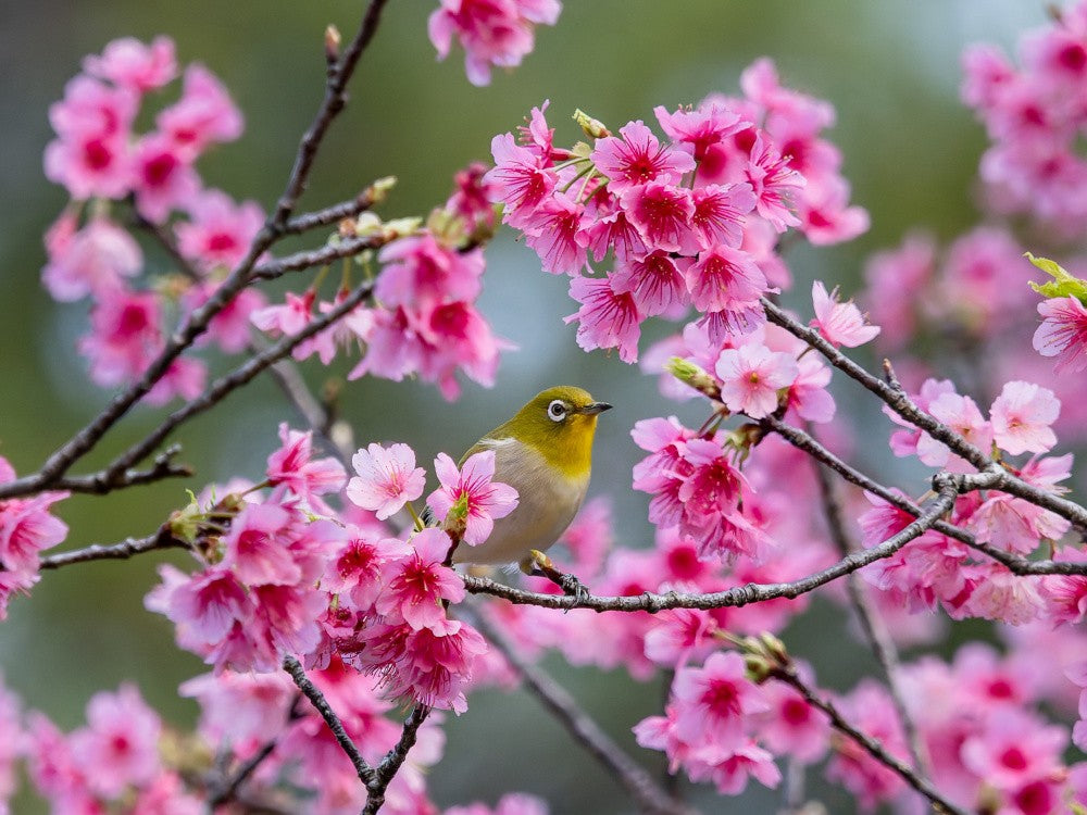 Winter-blooming cherry blossom & Japanese white-eye