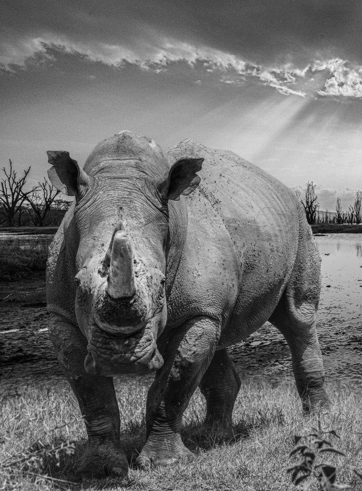 Majestic White Rhino