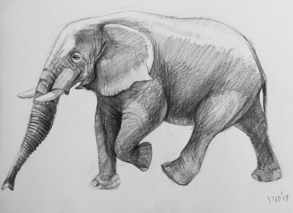 Elephant In  A Dynamic Pose