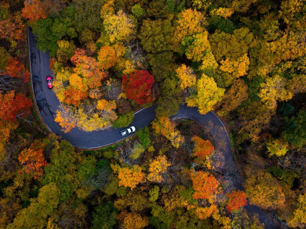 Autumn road