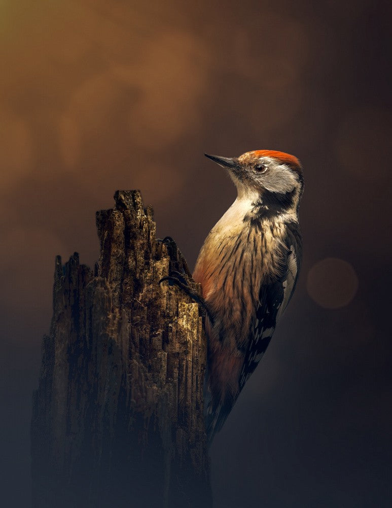 Middle Spotted Woodpecker; nostalgic mood