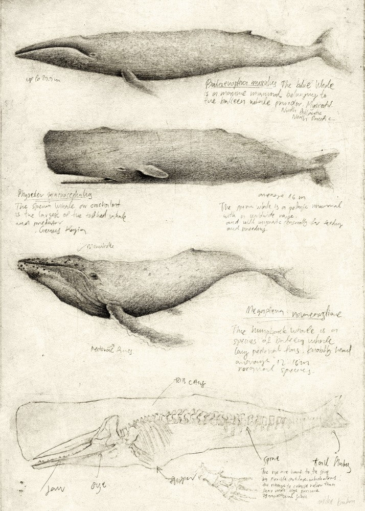 Sketches Of Various Whale