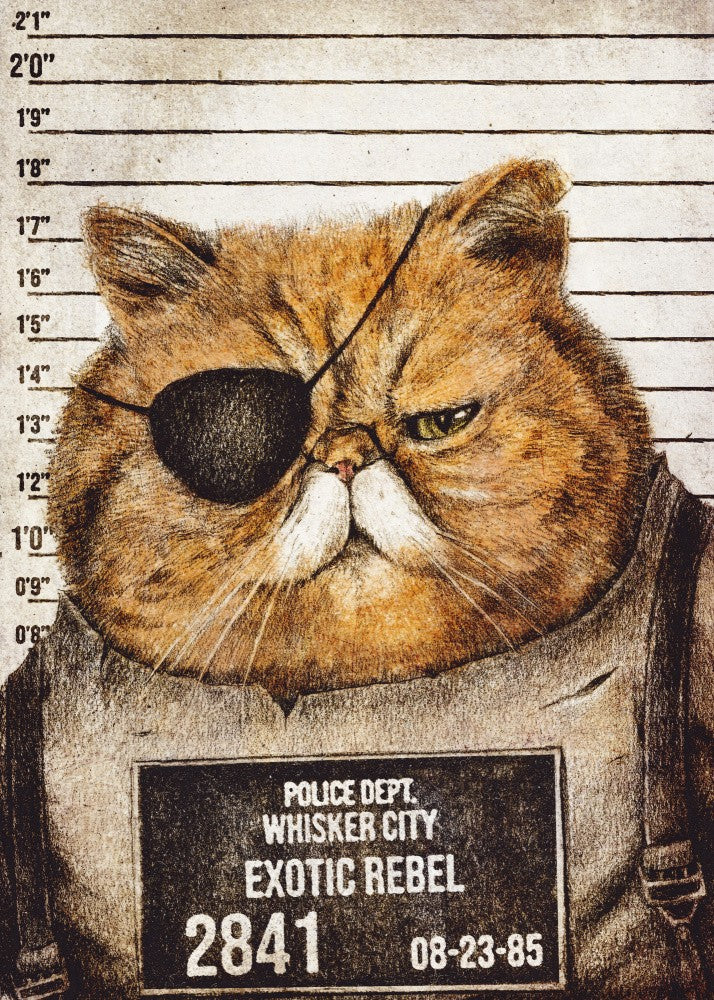 Funny Cat
