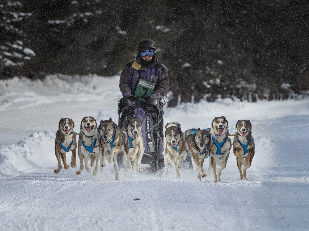 Handsome Team in Snow