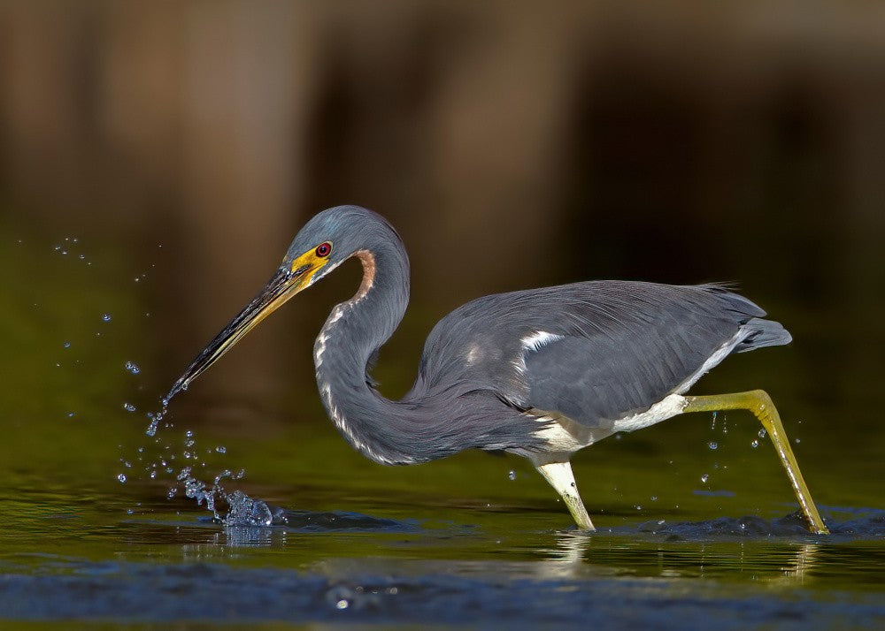 Tricolored Heron, fishing