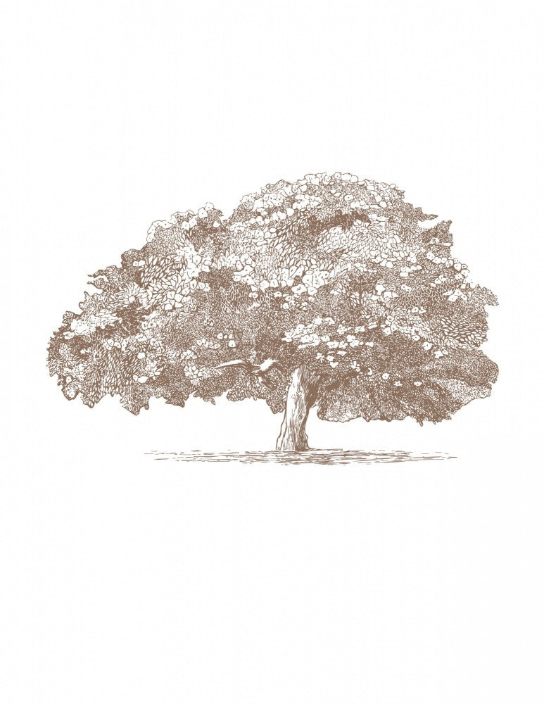 Big Tree in Brown Sepia