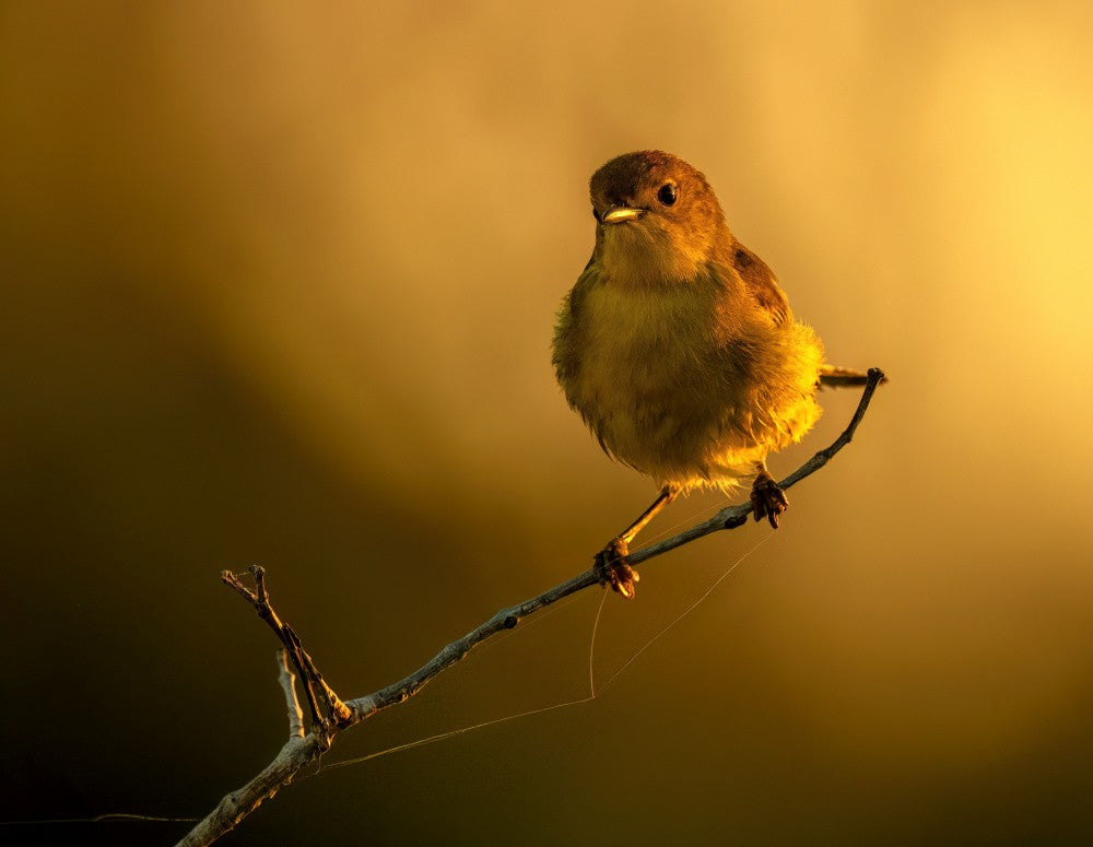 Galápagos Warbler