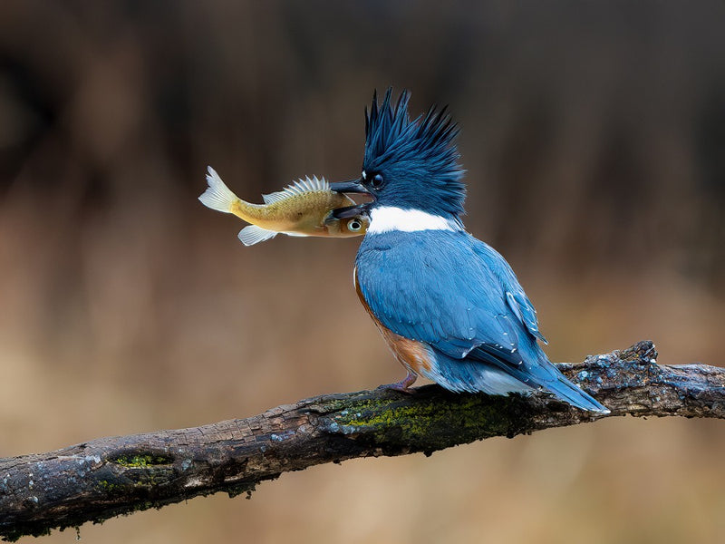 Crested Catch
