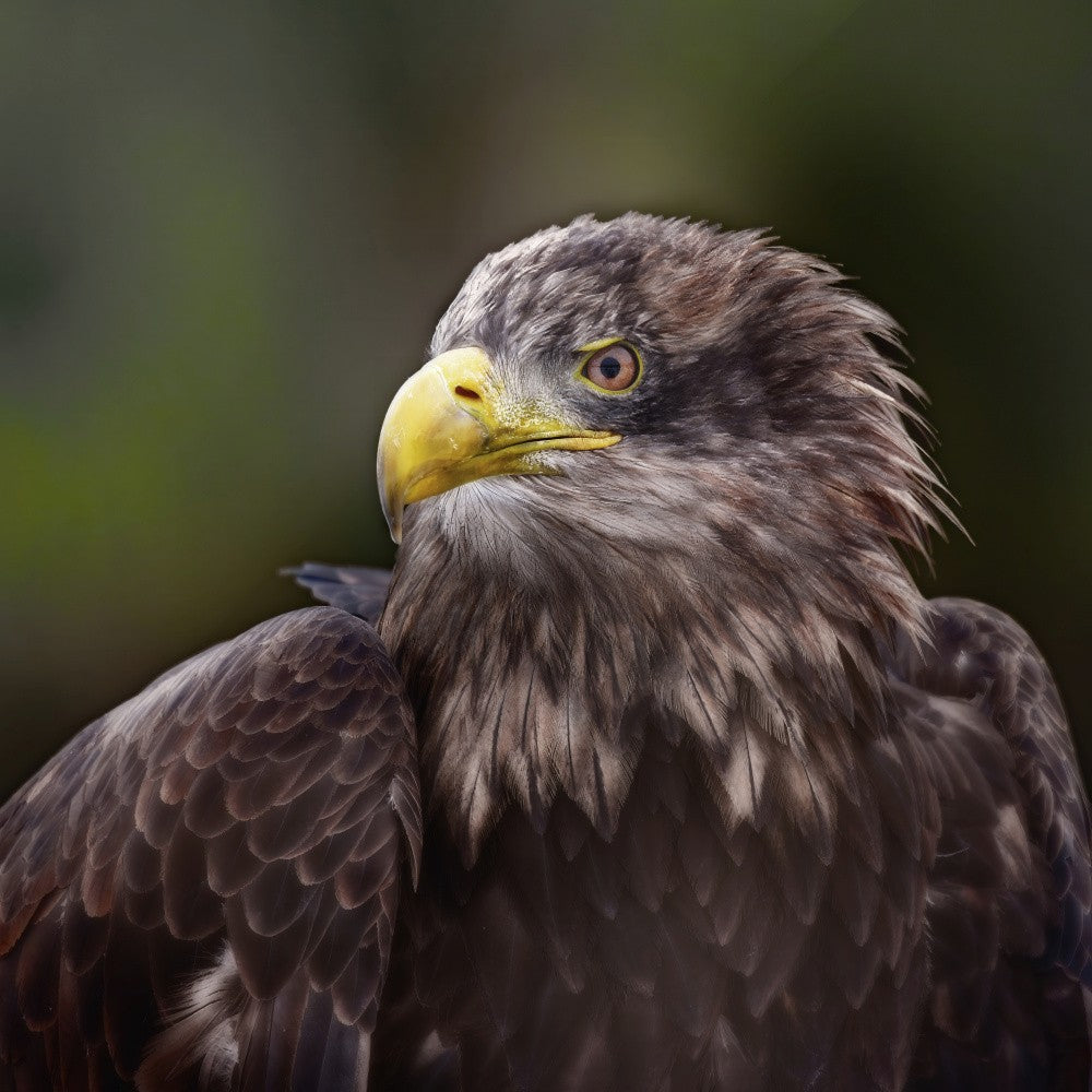 Guardian of the Skies