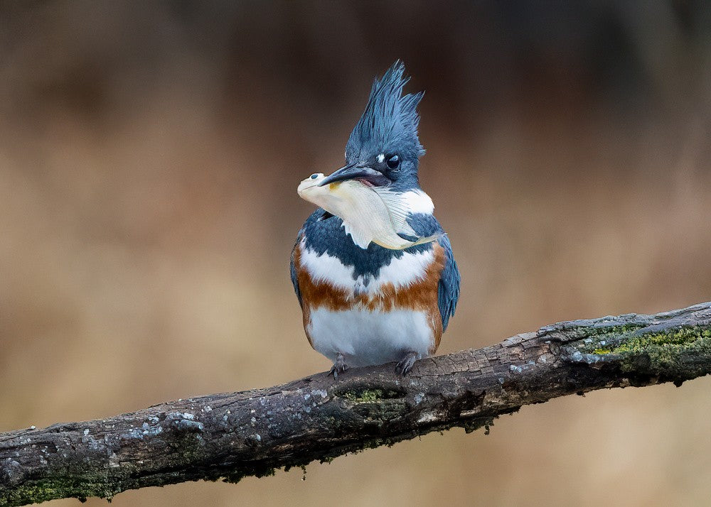 Kingfisher’s Feast
