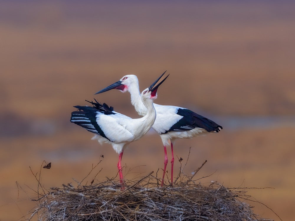 Orientalischer Weißstorch