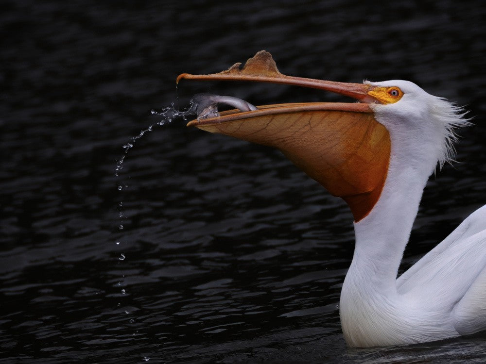 American white pelican