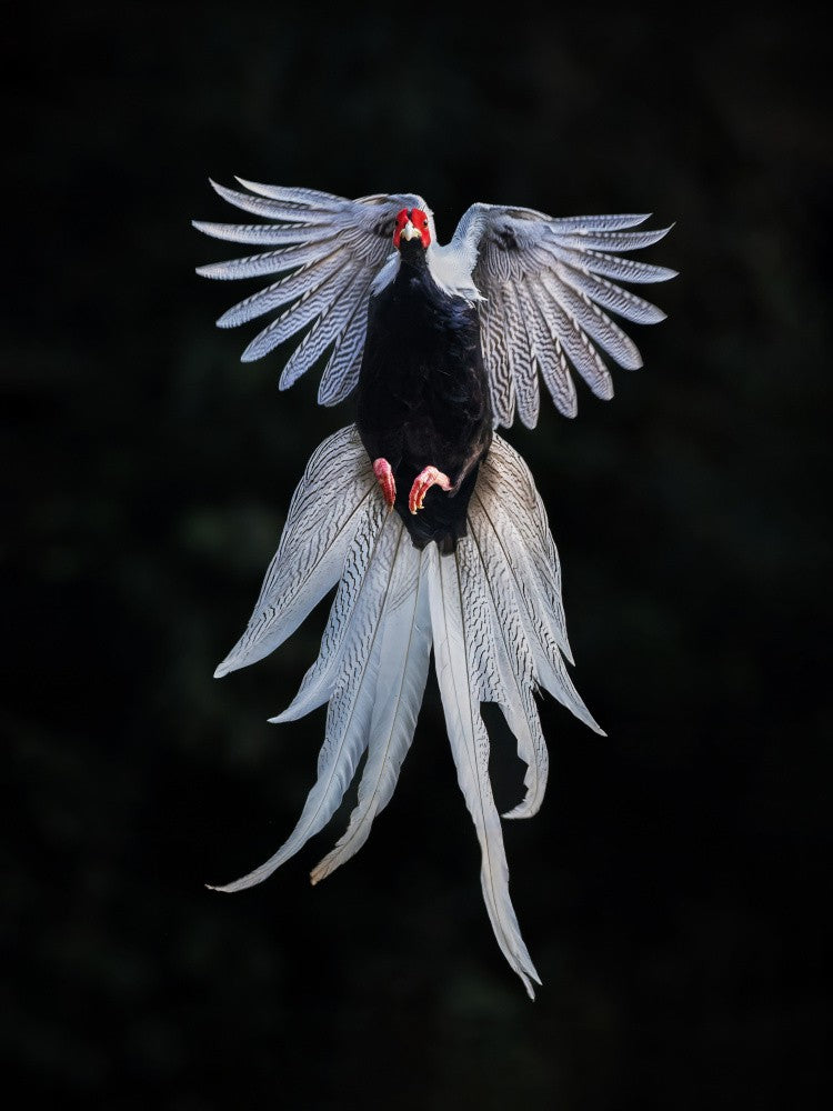 silver pheasant