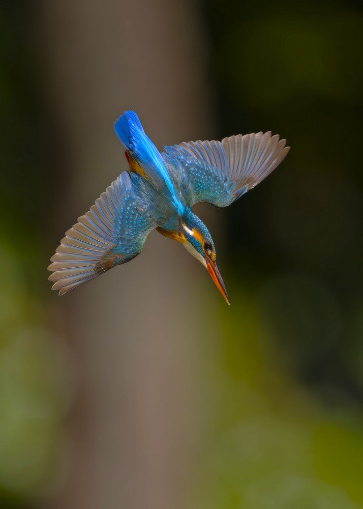Common Kingfisher