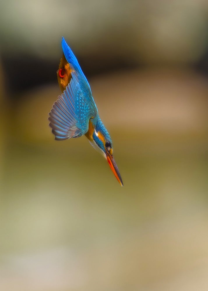 Common Kingfisher