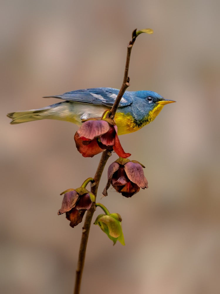 Northern parula