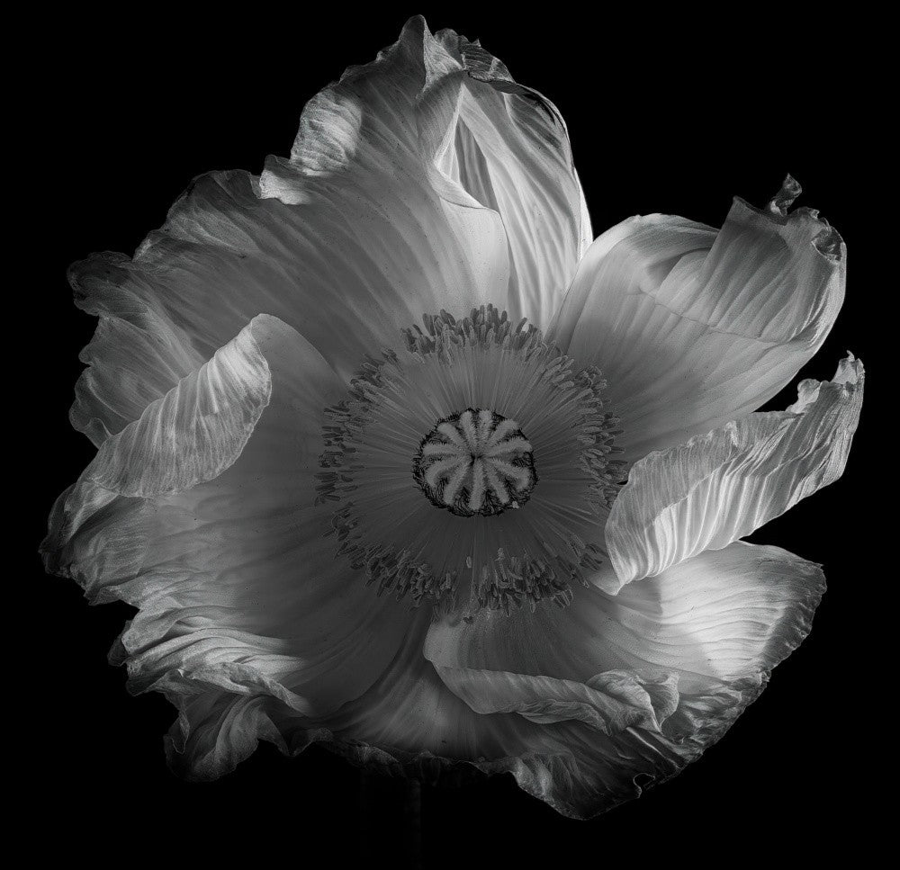 Die letzte Mohnblume