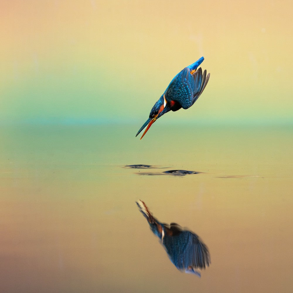 Little Blue Dives