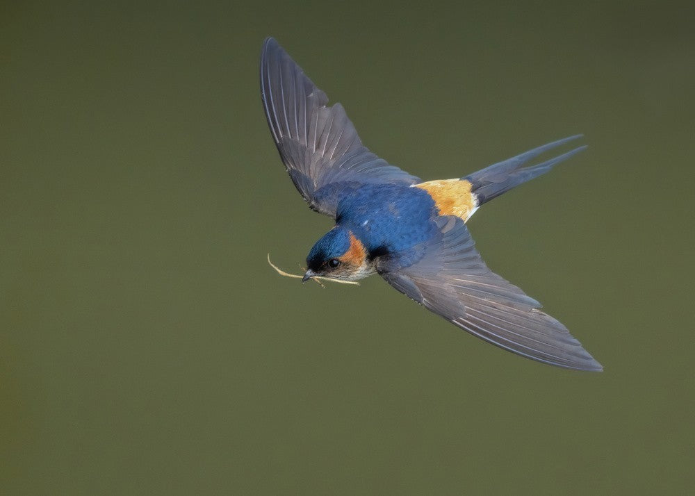 Red-rumped Swallow
