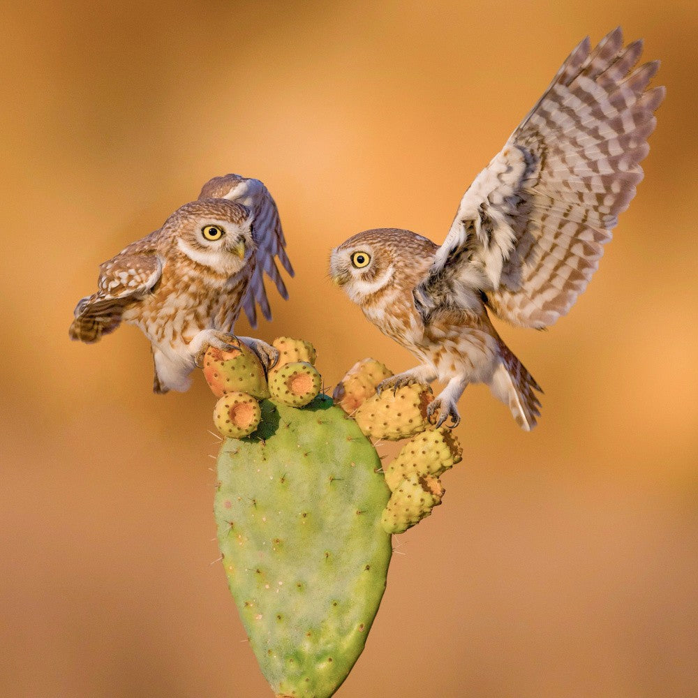 Little owls