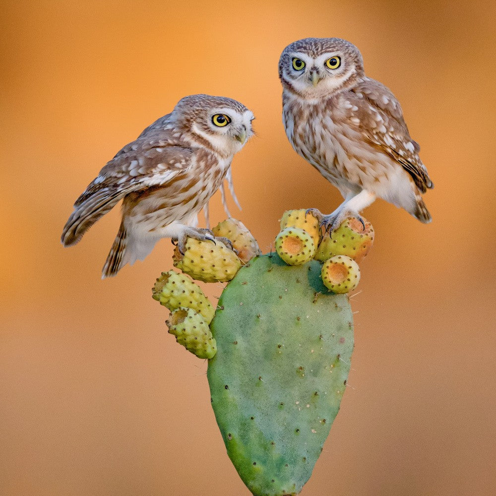 Little owls