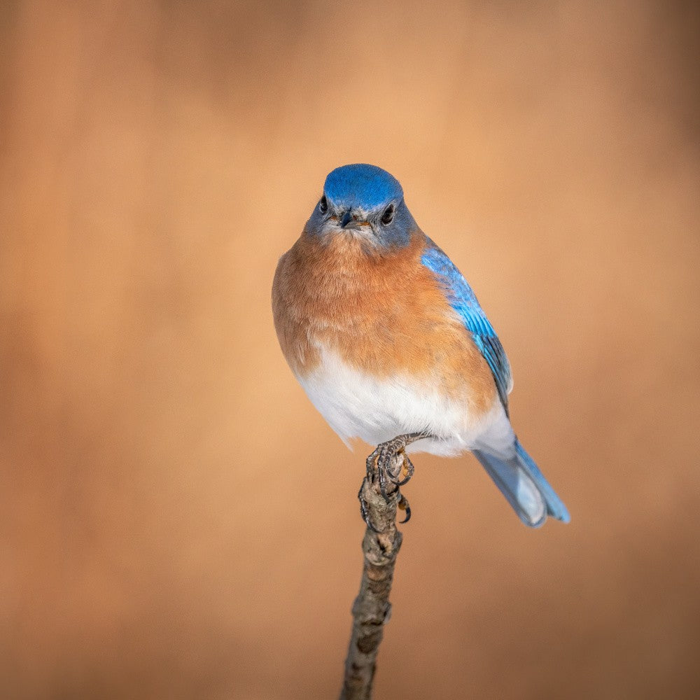 Eastern Bluebird