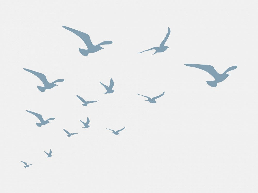 Seagulls White Background
