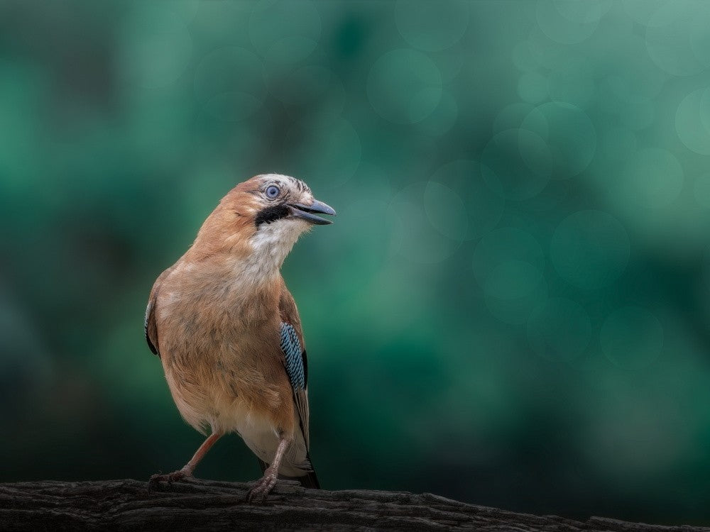 Amused jay