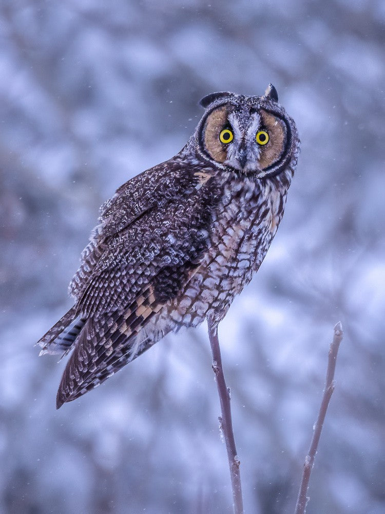 Snowy Sentinel