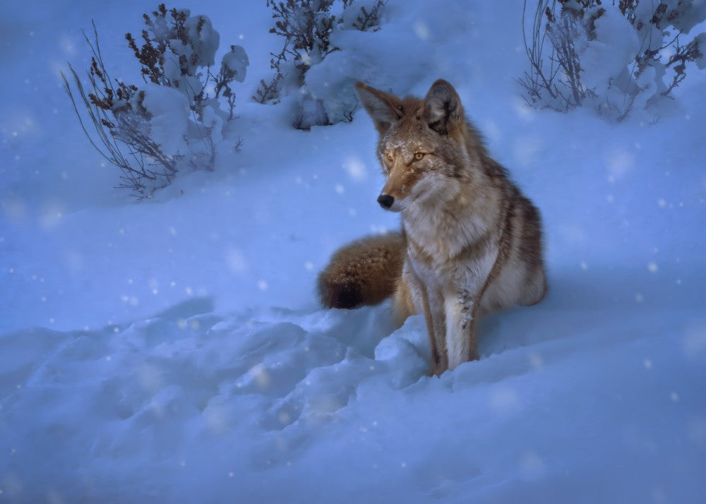 Coyote