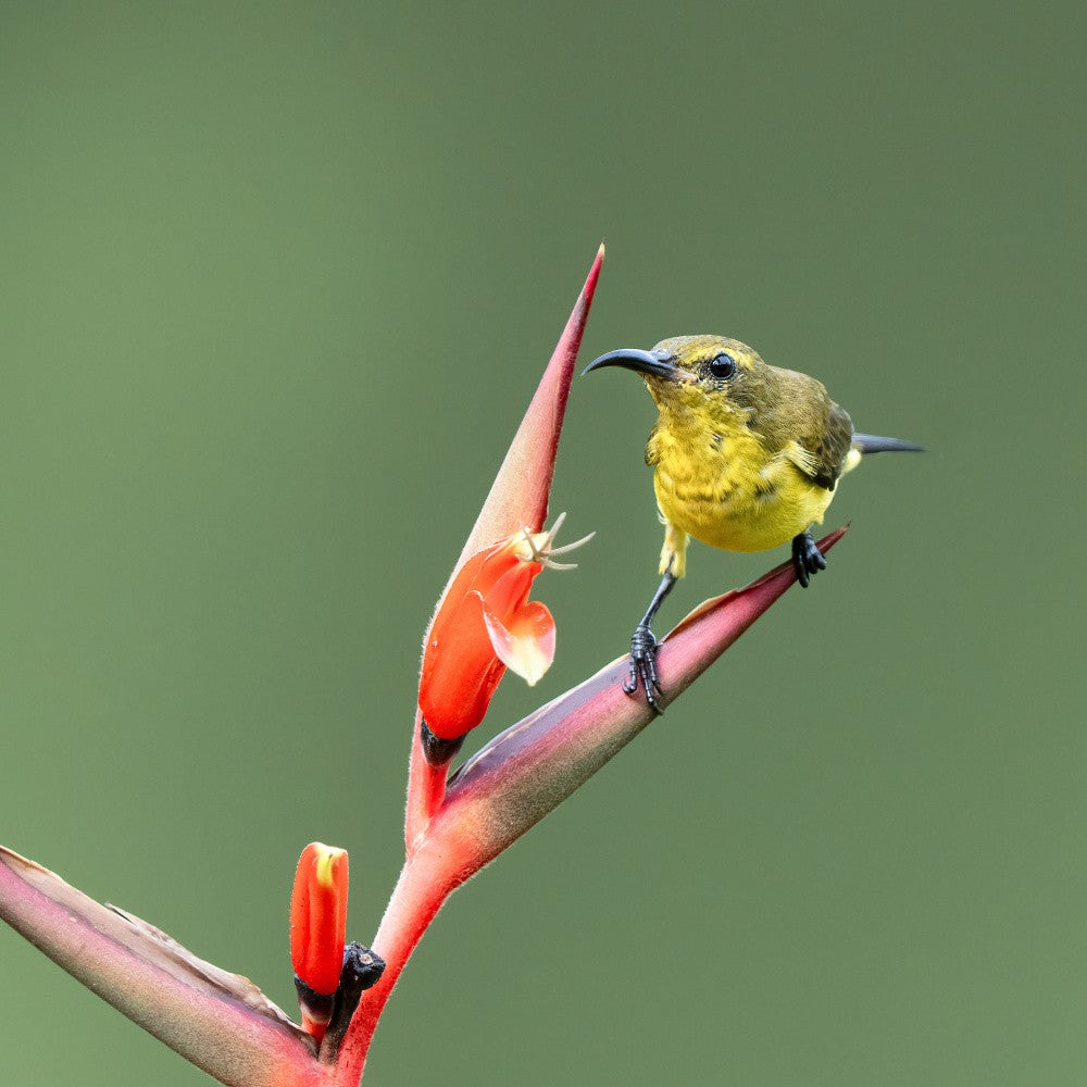Sonnenvogel