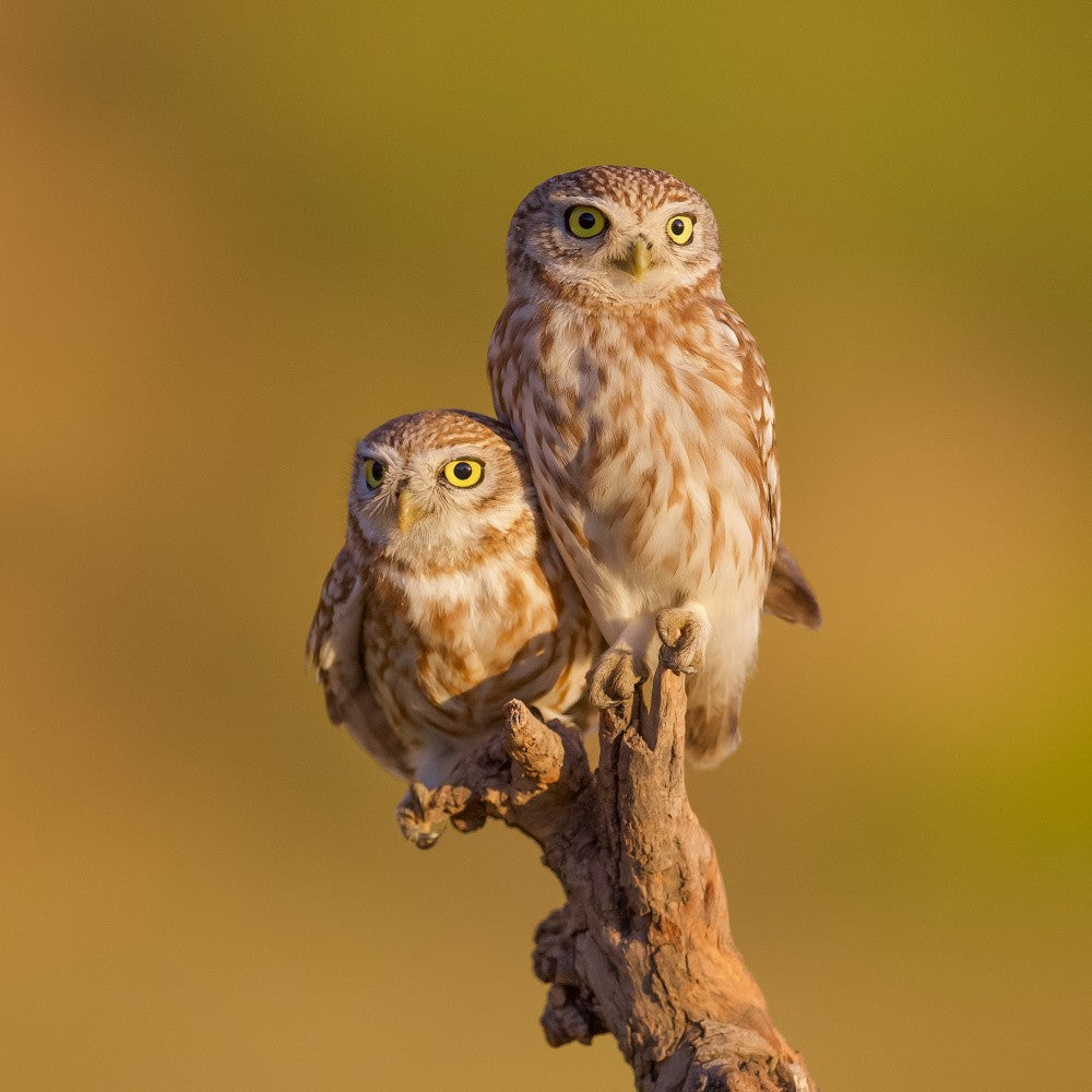 Little owls