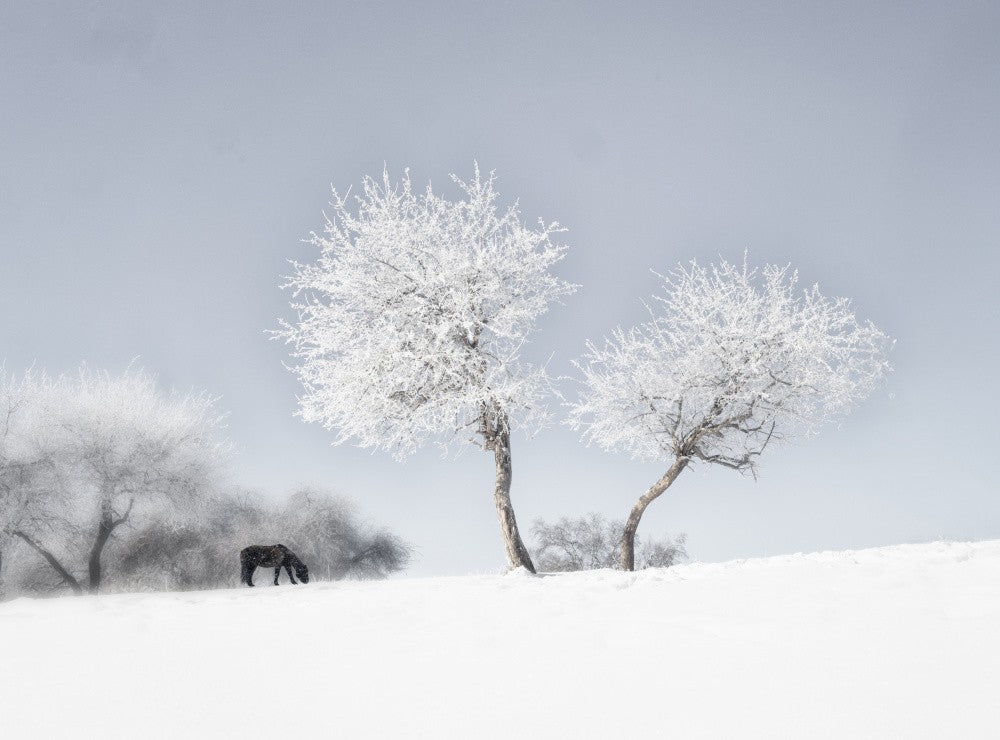 Snow Rhythm II
