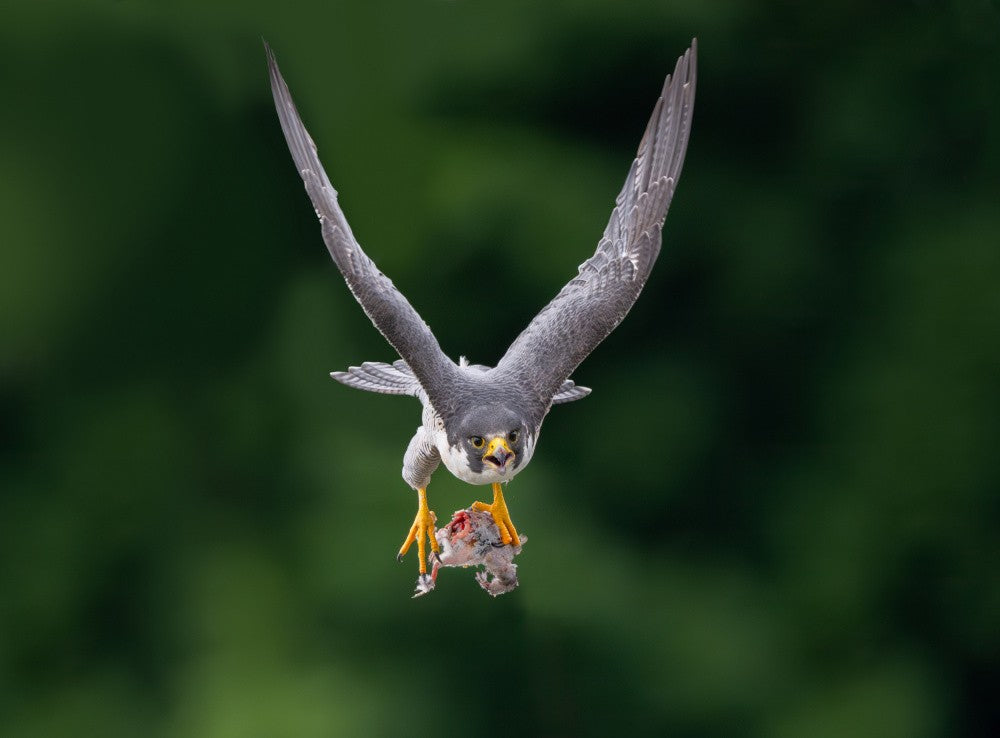 Peregrine falcon