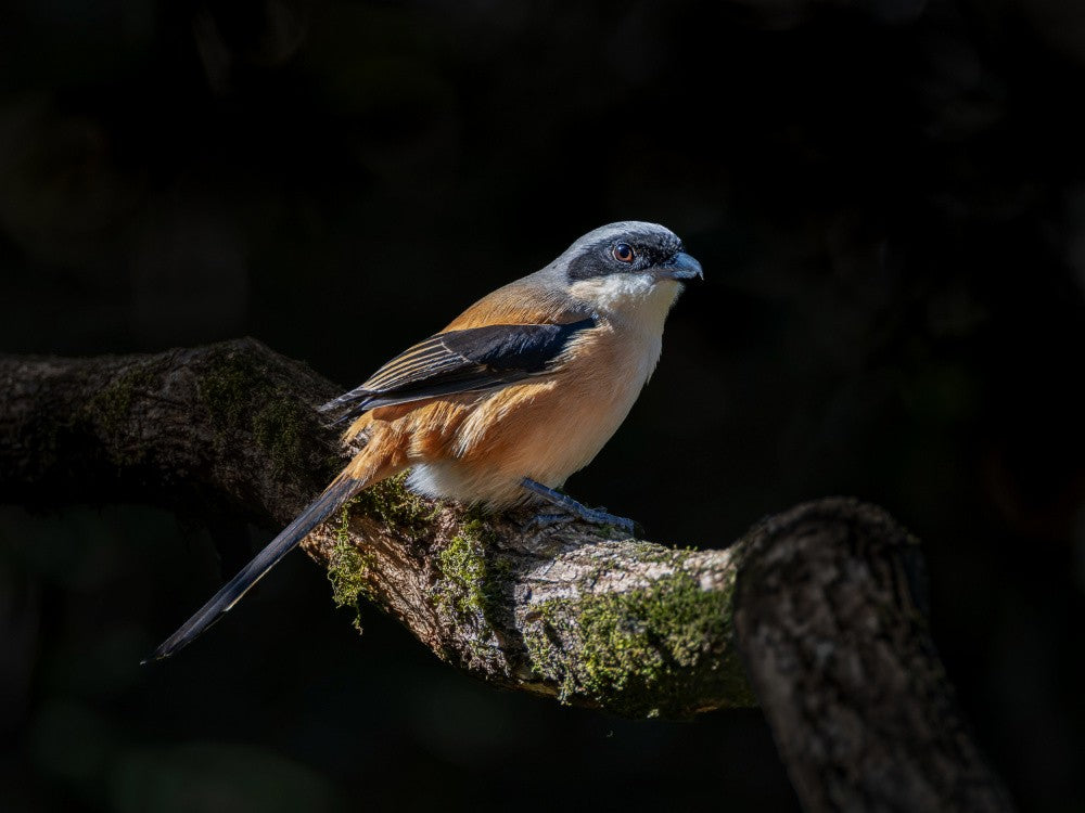 grey-backed shrike