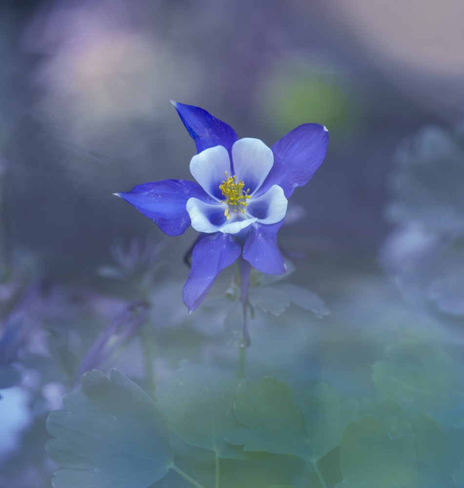 Blue Columbine