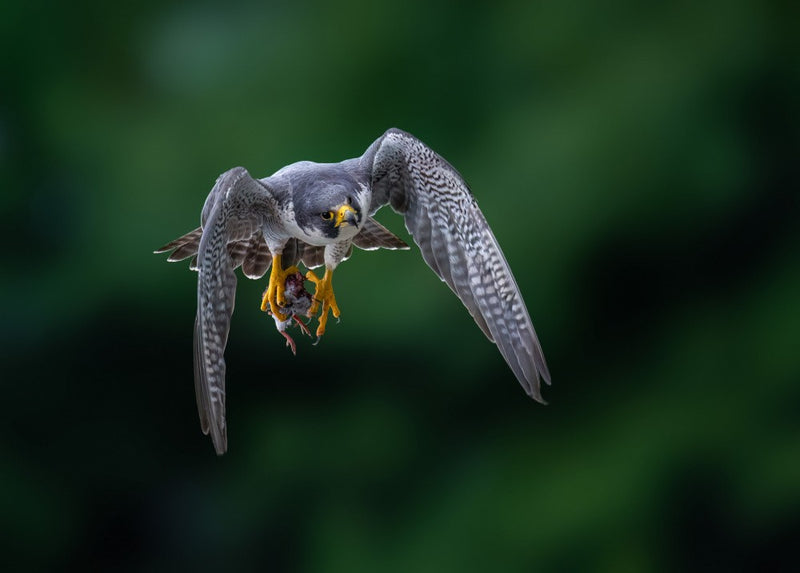 peregrine falcon