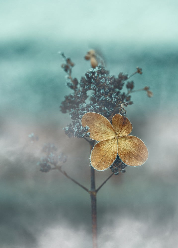 Freezing Fog Flower