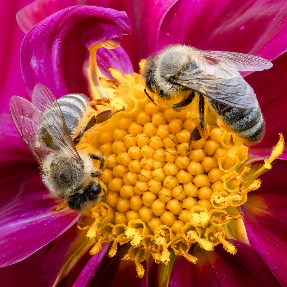 Feasting on Flowers