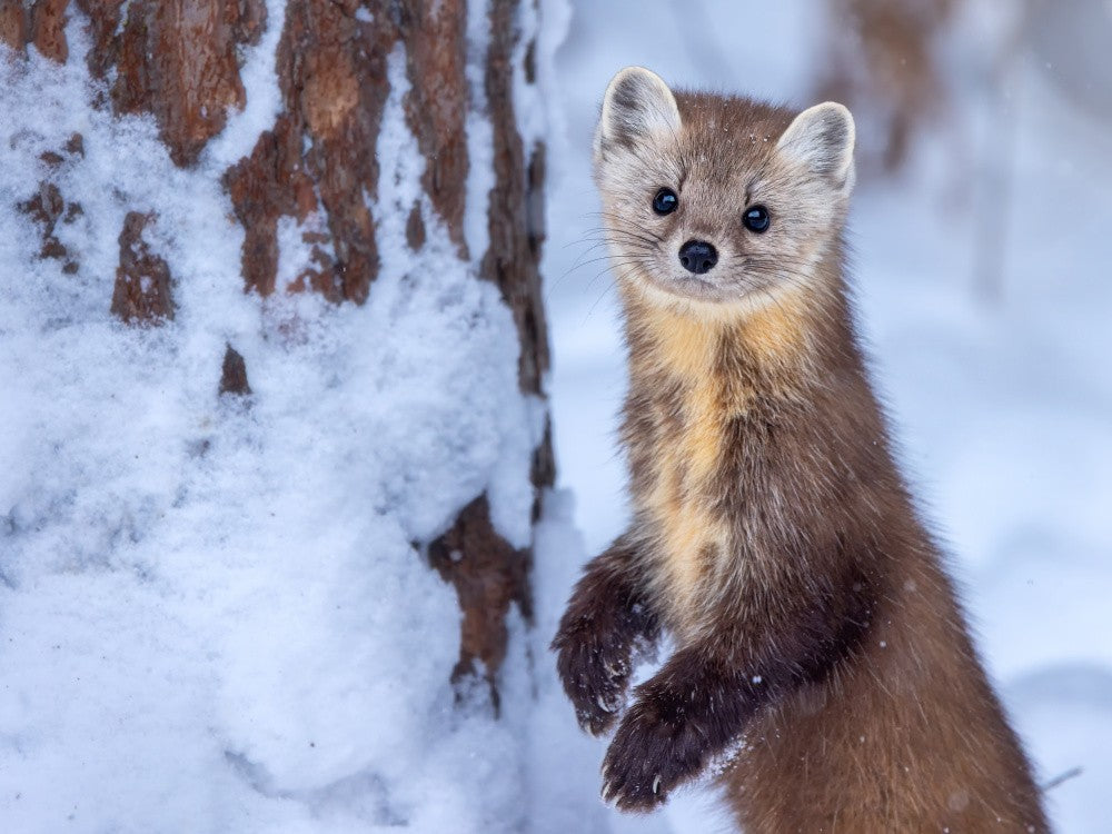 Curious Marten in Winter