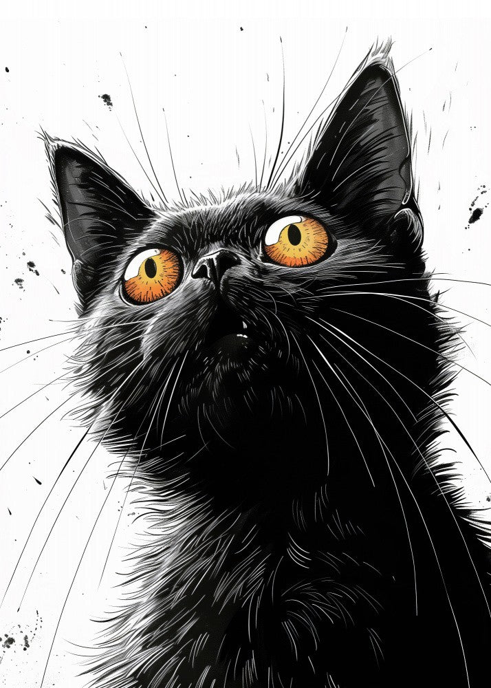 Black cat  (237)