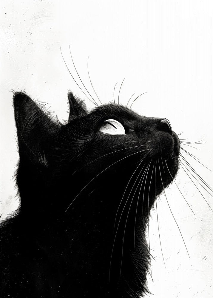 Black cat  (249)