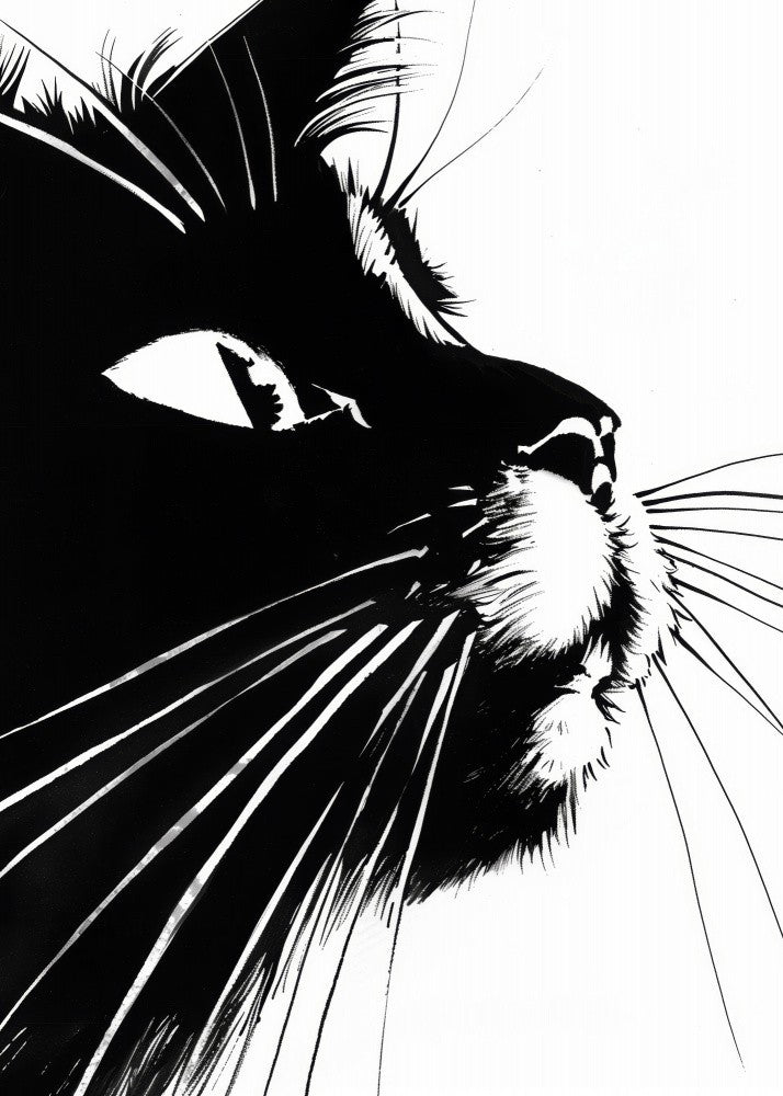 Black cat  (258)