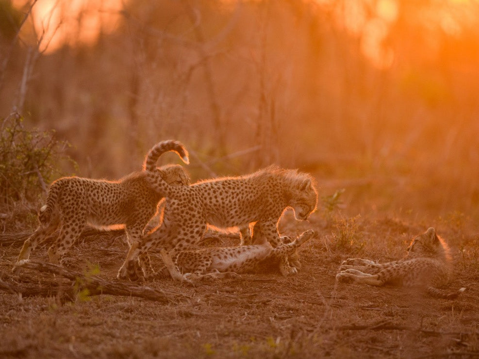 CHEETAH SUNSET